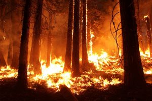 Protecting Homes from Wildfires